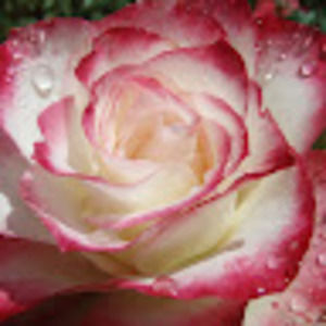 Meet your Posher, Sandy